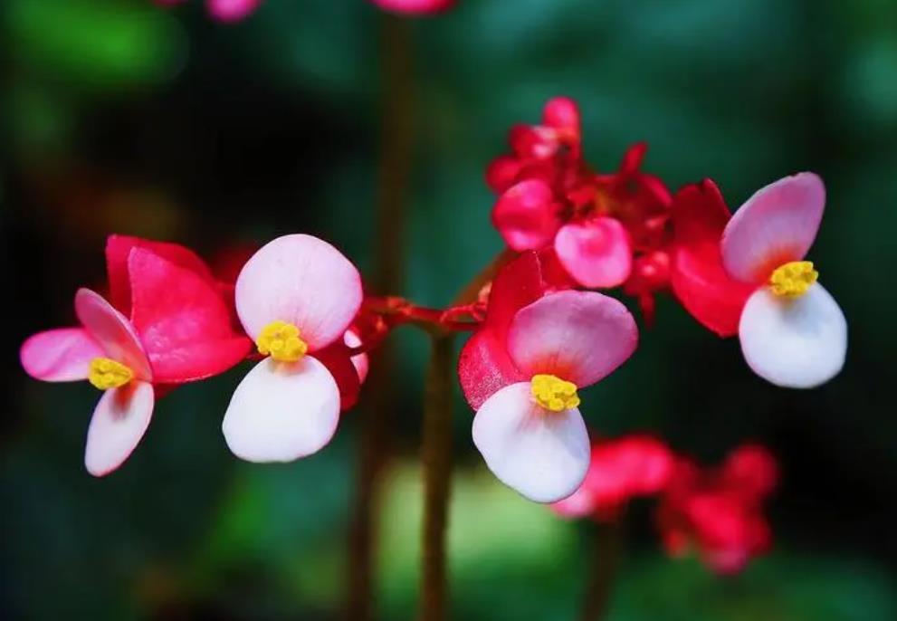 花卉小课堂-秋海棠是海棠花吗?有什么区别