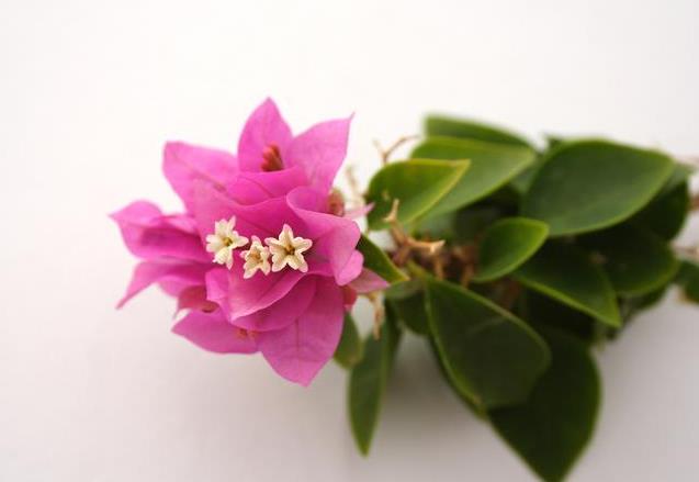 <b>古老神秘的花卉-瑞香花有什么作用和价值</b>