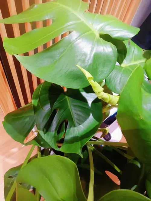 龟背竹和天堂鸟哪个好养?养护方法与优缺点分析