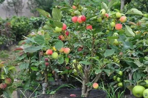 <b>了解海棠树生长环境条件要求，种植打造梦幻海棠园</b>