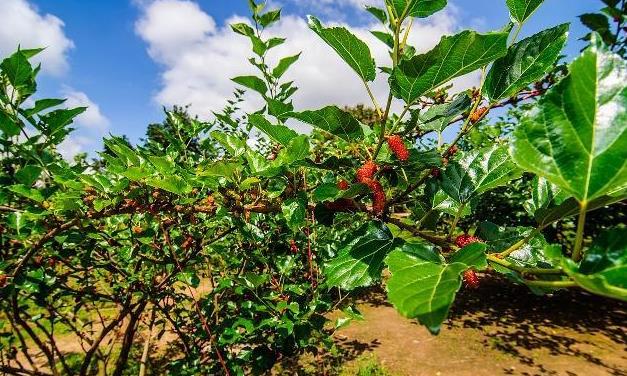 <b>土壤到光照，了解桑果树的种植生长条件</b>