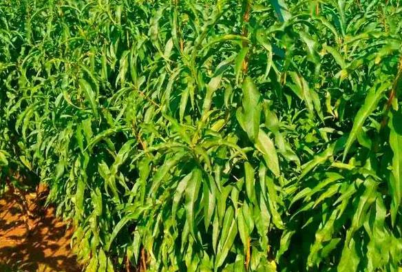 <b>油桃树苗秋季能移栽吗？油桃树移栽最佳时机介绍</b>