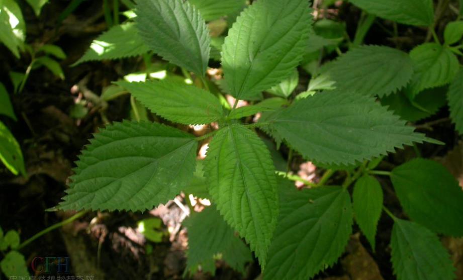 艾麻-自然界中的“绿色药库”你了解它的价值吗?