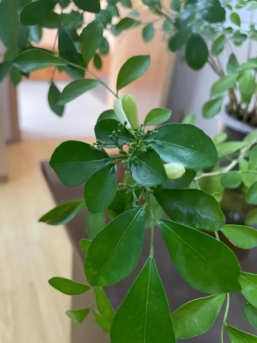 九里香开花少是什么原因?专家来为你解答疑惑
