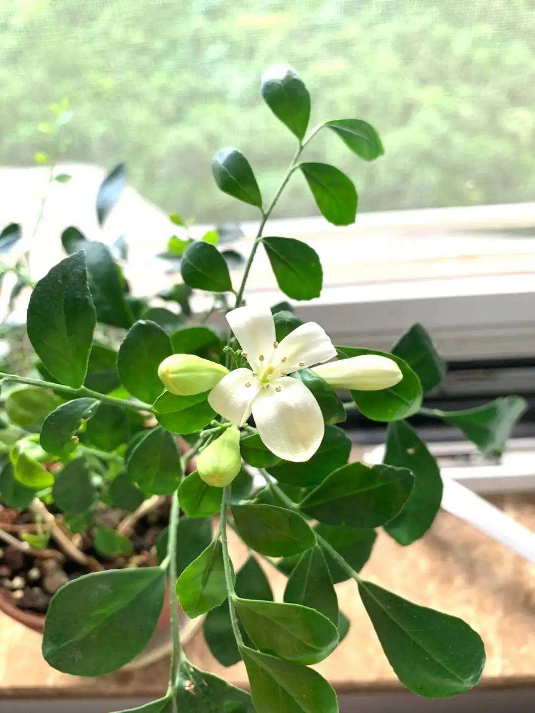 九里香开花少是什么原因?专家来为你解答疑惑