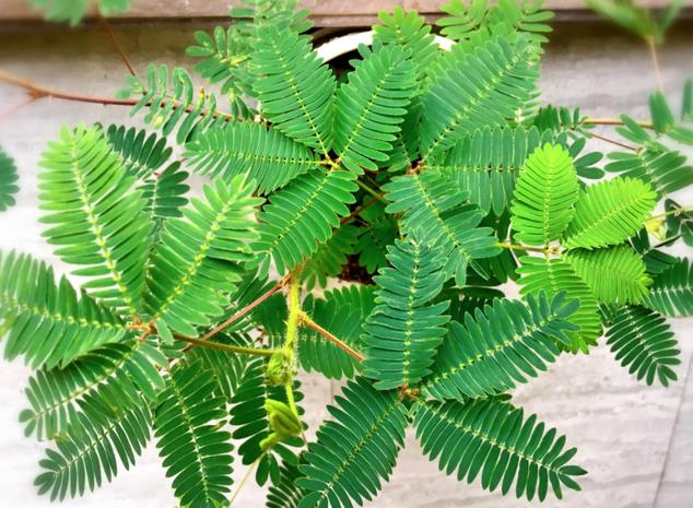<b>四季不停变换的含羞草是常绿植物还是落叶植物？</b>