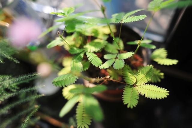 四季不停变换的含羞草是常绿植物还是落叶植物?