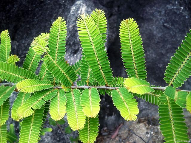四季不停变换的含羞草是常绿植物还是落叶植物?