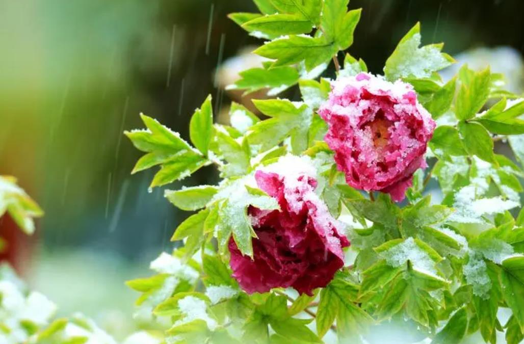 牡丹花冬季管理要点:落叶处理与防寒保护