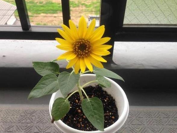 <b>家里阳台养殖的向日葵长太高怎么处理？</b>