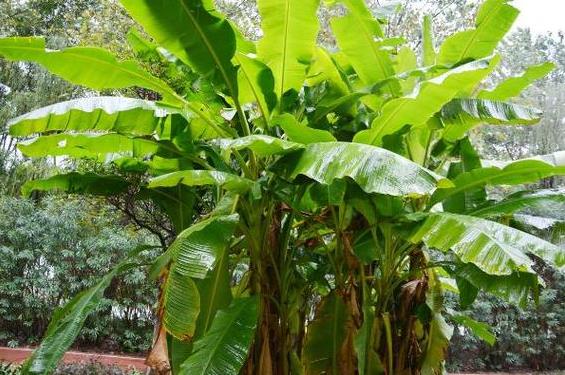 <b>芭蕉入院，福泽满园-芭蕉树能种在院子里吗？风水好吗？</b>