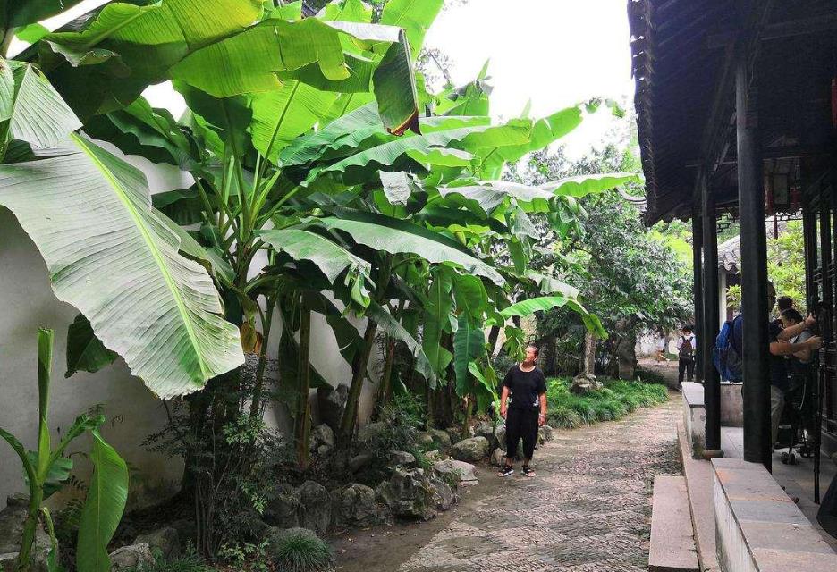 芭蕉入院,福泽满园-芭蕉树能种在院子里吗?风水好吗?