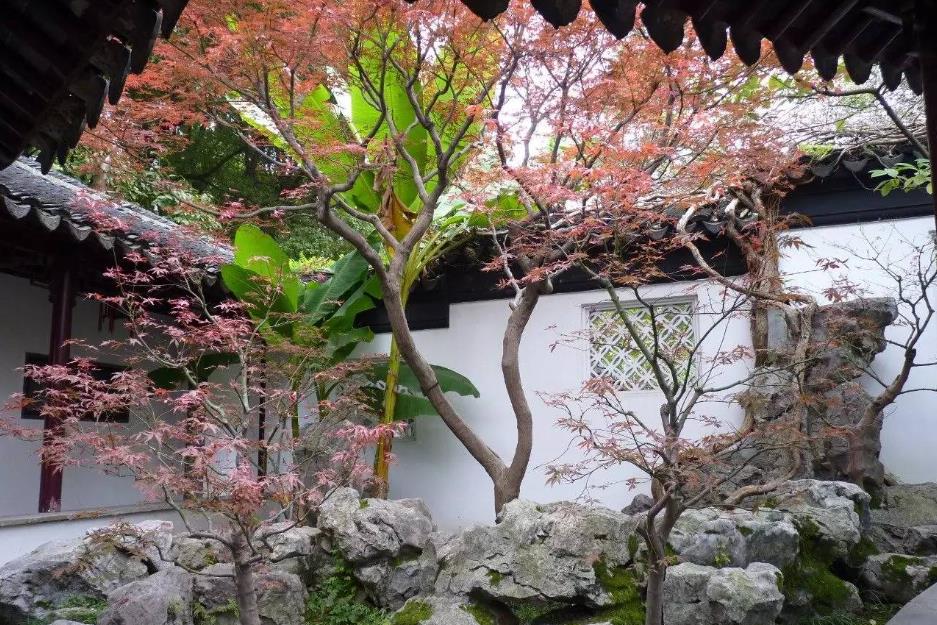 芭蕉入院,福泽满园-芭蕉树能种在院子里吗?风水好吗?