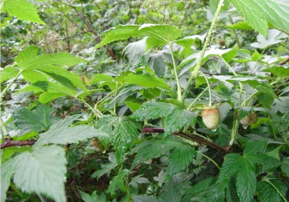 覆盆子是什么?带你了解这种神奇的果实植物
