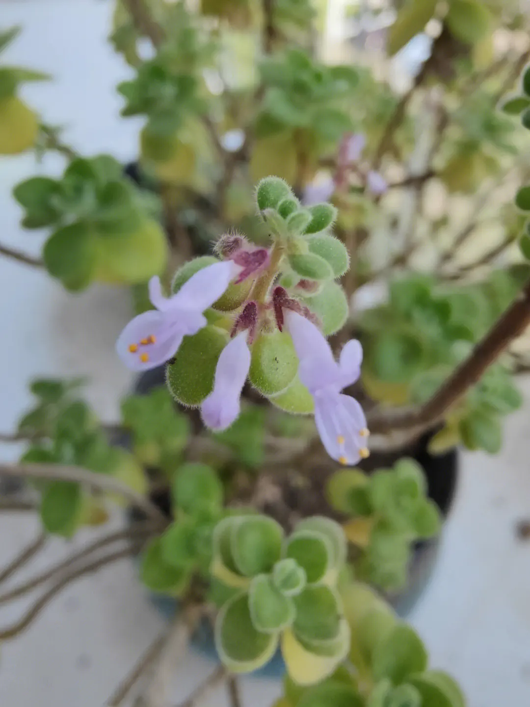 碰碰香会开花吗,碰碰香有没有香味?