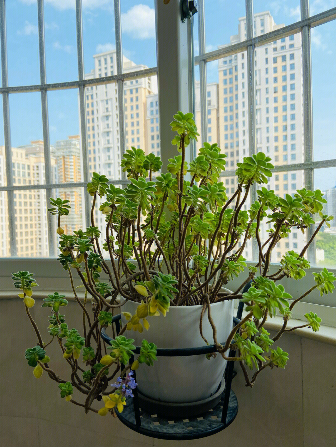 碰碰香会开花吗,碰碰香有没有香味?