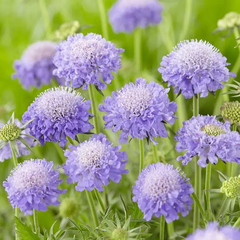 蓝盆花长什么样,养护技巧助您打造蓝色花海