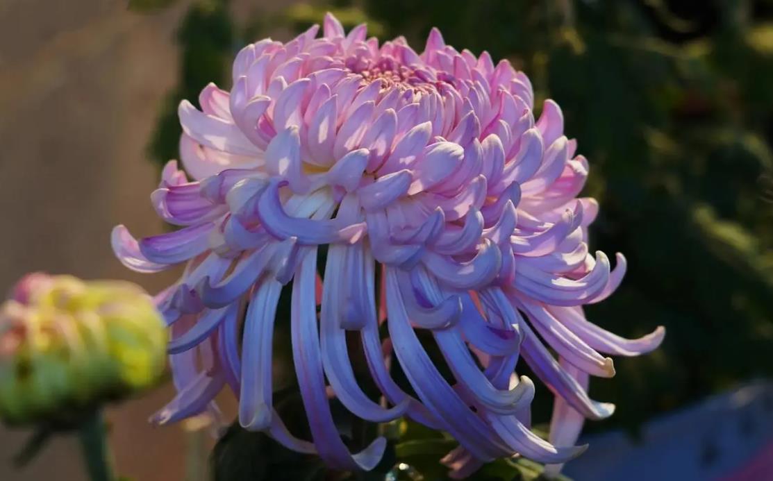 菊花为什么有各种颜色不同的花朵
