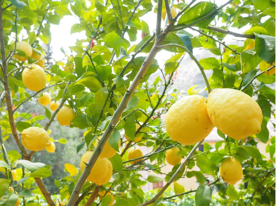 <b>柠檬树苗种植多久长多大可以结果</b>