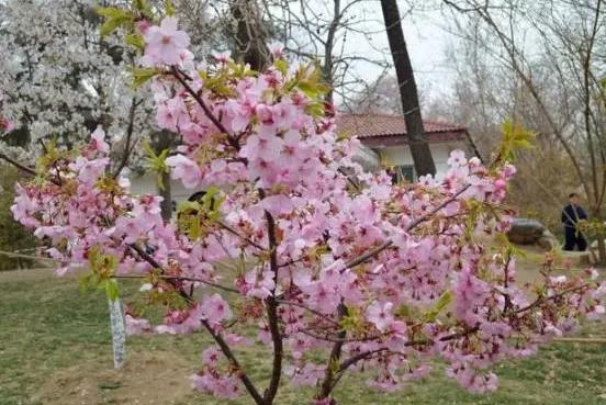 <b>樱花树开花后会结果实吗</b>