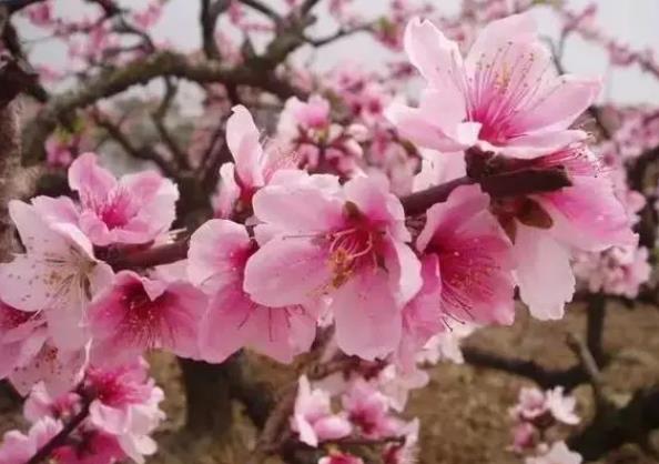 <b>春日花事多-和桃花一起开花的有哪些植物</b>