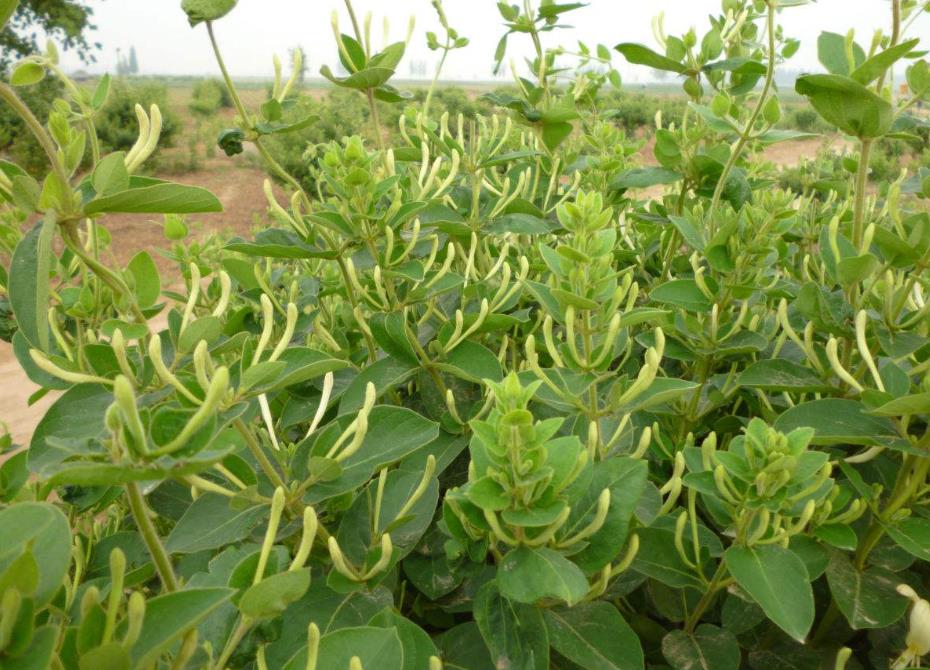 金银花是木本还是草本植物,它能长多大多高