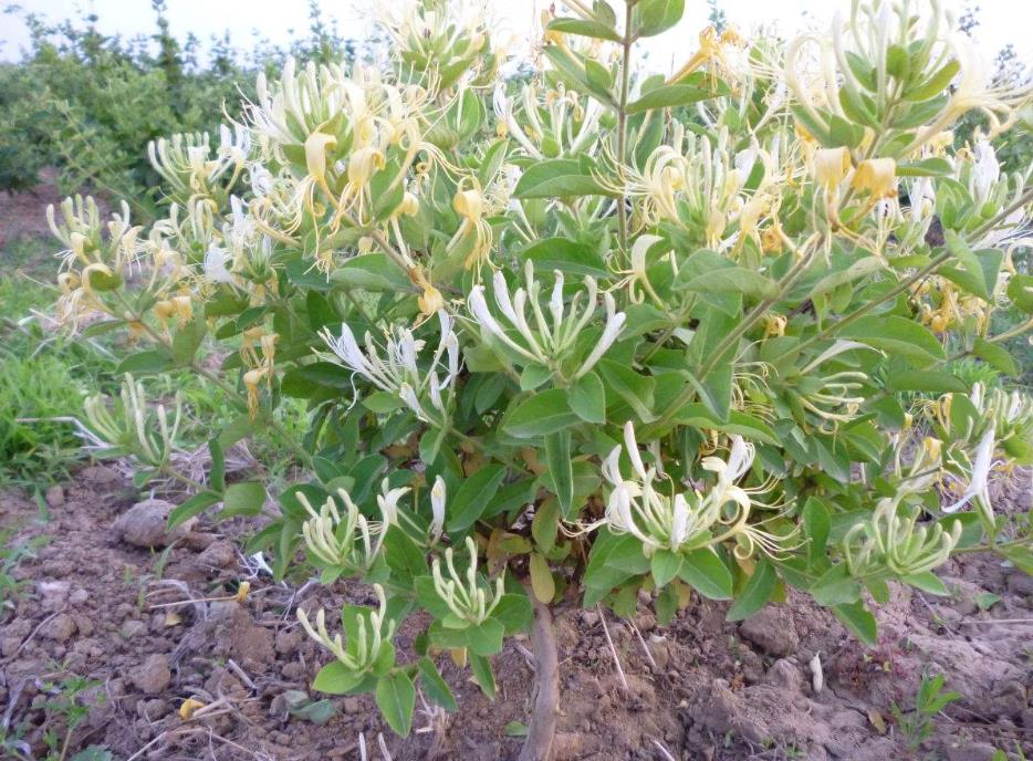 金银花是木本还是草本植物,它能长多大多高