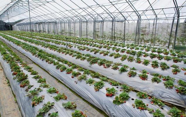 <b>2024最新草莓种植大棚建设方案与关键步骤详解</b>