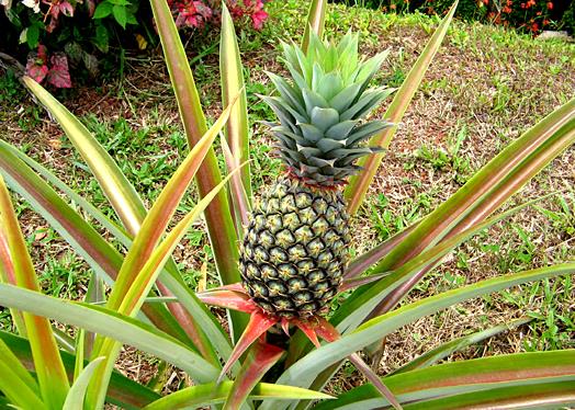 <b>菠萝是一年生还是多年生植物？</b>