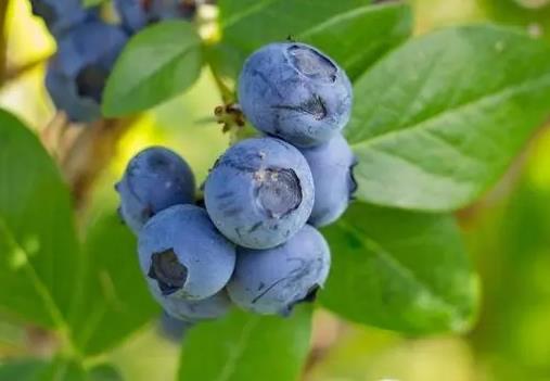 <b>蓝莓为什么卖这么贵？种植成本、营养价值与市场需求分析</b>