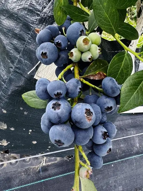 蓝莓为什么卖这么贵?种植成本、营养价值与市场需求分析