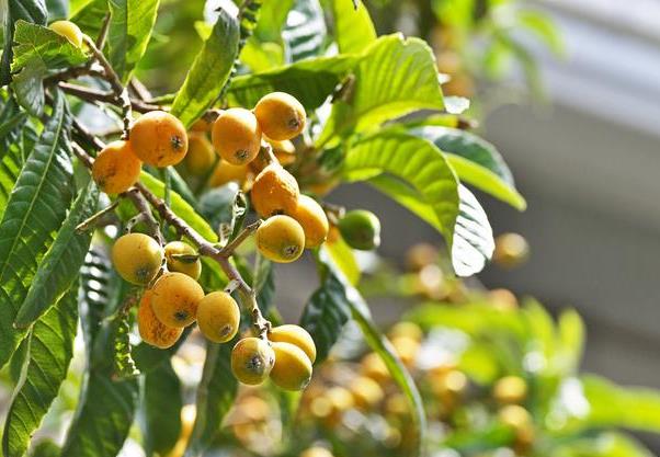 <b>枇杷树四季生长环境温度解析，专家指南打造理想种植条件</b>