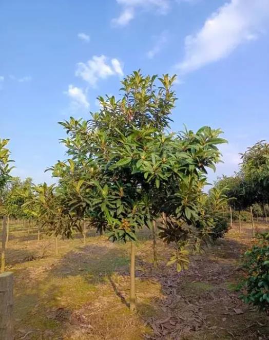 枇杷树四季生长环境温度解析,专家指南打造理想种植条件