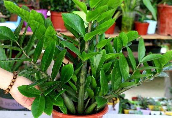 <b>金钱树是木本还是草本植物，会开花结果吗</b>