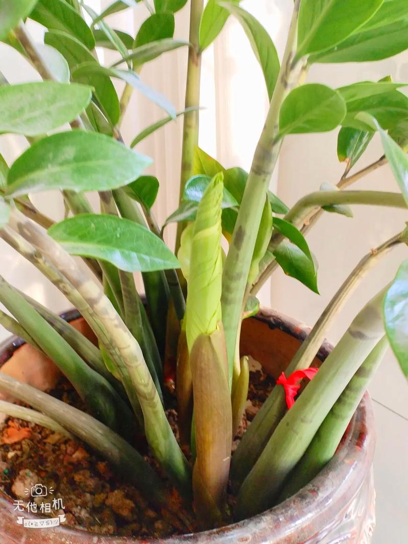 金钱树是木本还是草本植物，会开花结果吗