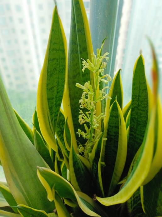 虎皮兰绿植虽美,但需注意叶片安全性