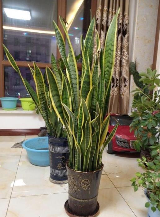 虎皮兰绿植虽美,但需注意叶片安全性
