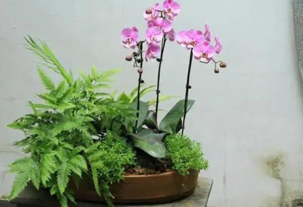 <b>蝴蝶兰花盆选择-深盆和浅盆哪个更适合？</b>