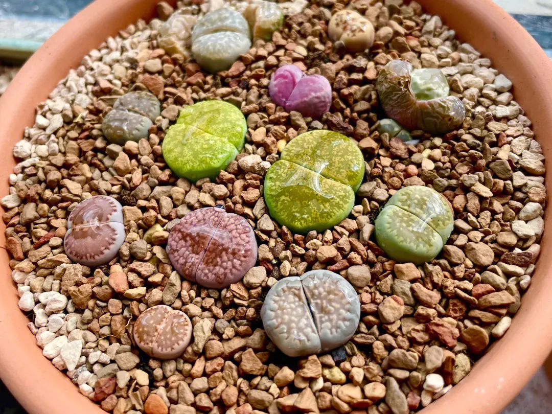 为何生石花其貌不扬却价格不菲?