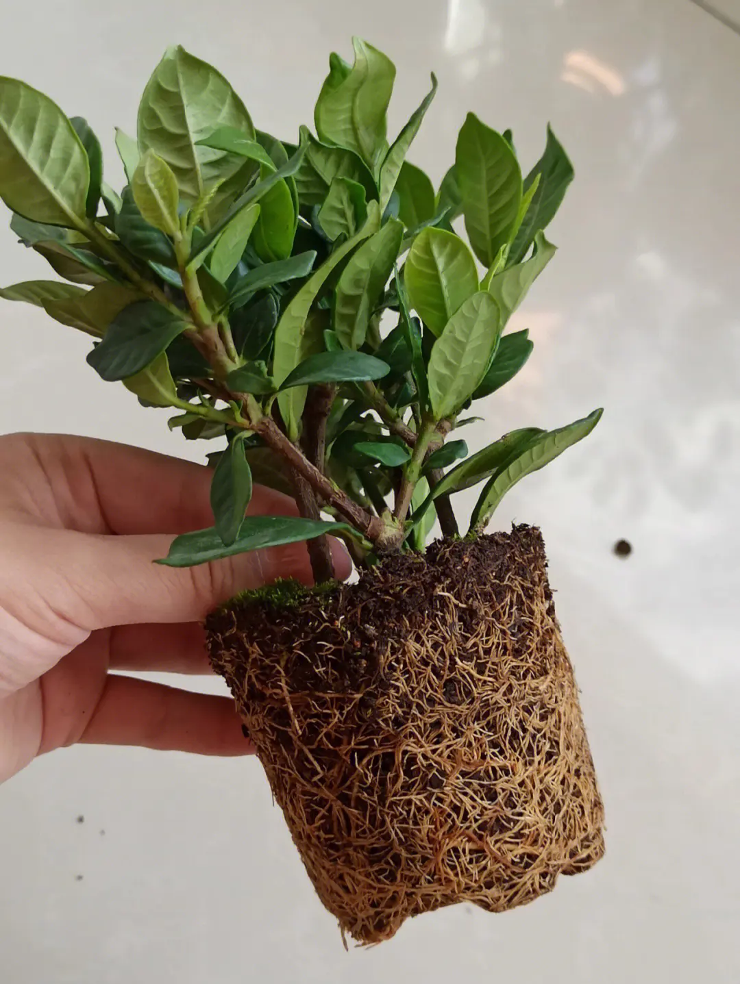 打造美丽栀子花园,换盆技巧与创意养护方法