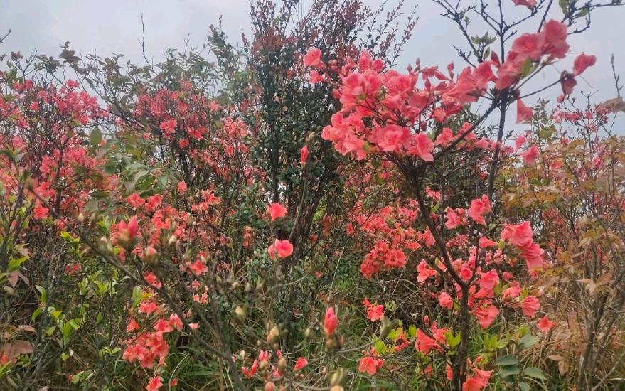 <b>野外杜鹃花生长环境与特点，从高山到河谷多彩之旅</b>