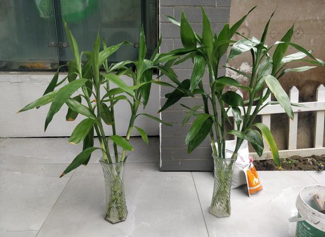 <b>水培富贵竹只添加水不使用肥料有什么影响</b>