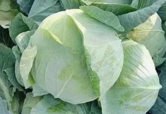 <b>卷心菜2024年9月20日最新价格信息及行情走势</b>