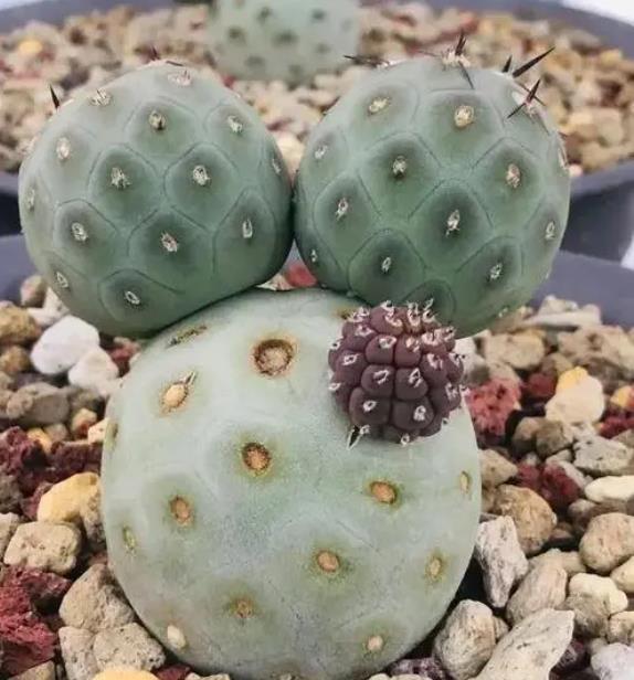 仙人球创意玩法:大仙人球上如何成功嫁接小仙人球