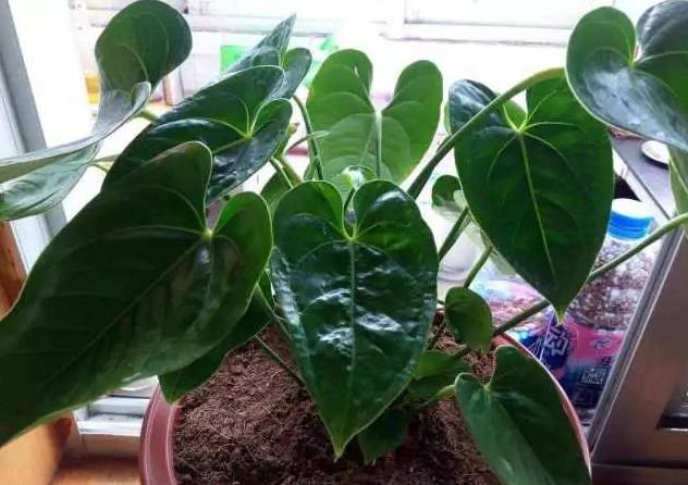 <b>红掌不开花是什么原因？红掌养护视频指南分享</b>