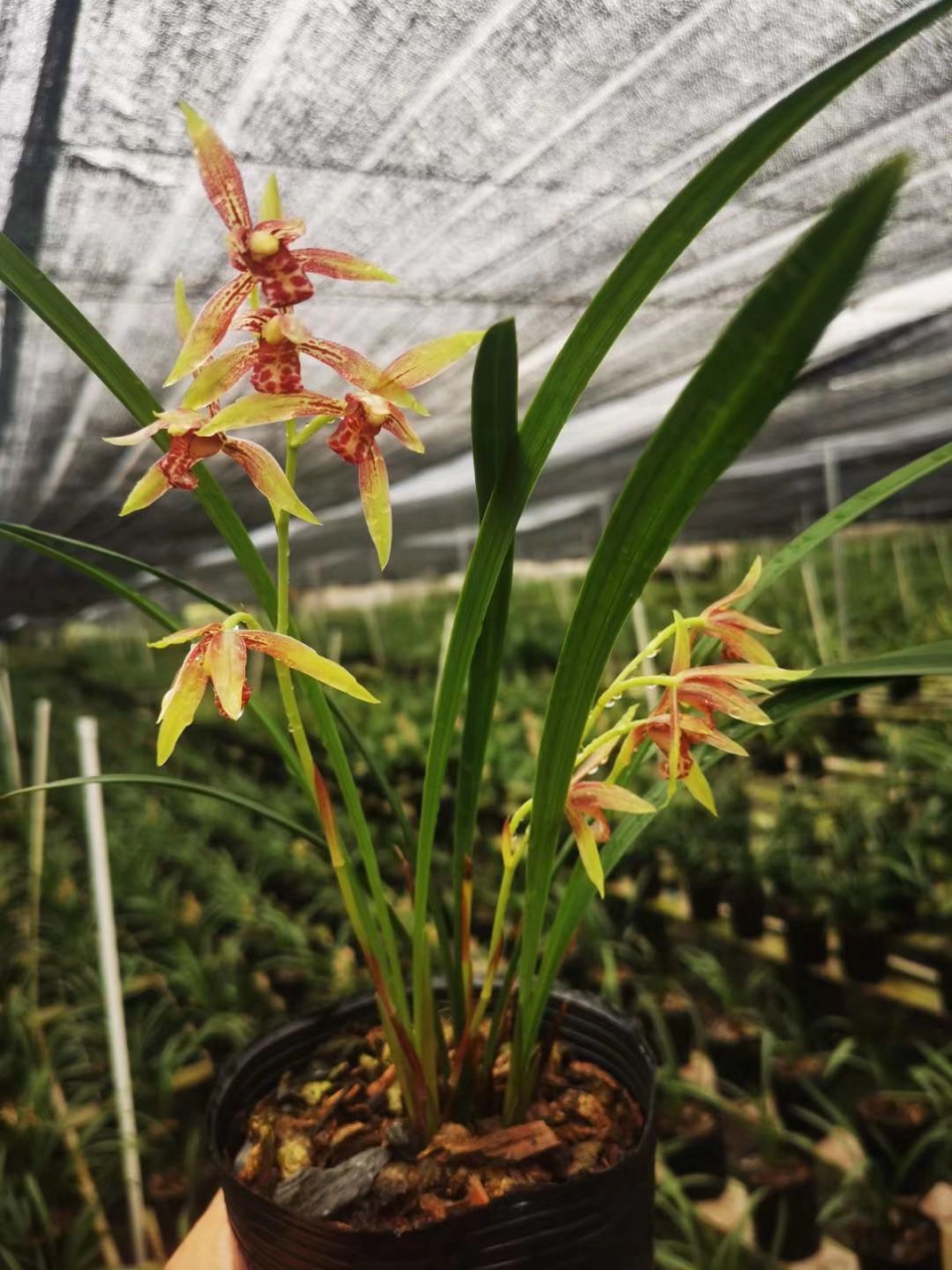 兰花生长的适宜温度范围是多少?