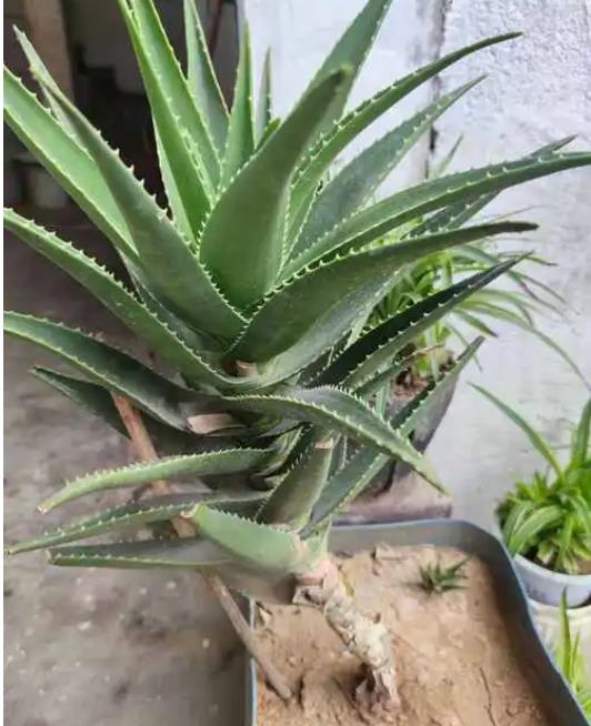 芦荟耐寒吗?零下多少度会冻死?