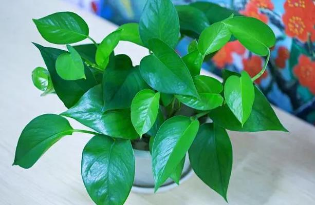<b>秋季绿萝还会生长吗？花卉达人教你绿萝秋季养护视频指南</b>