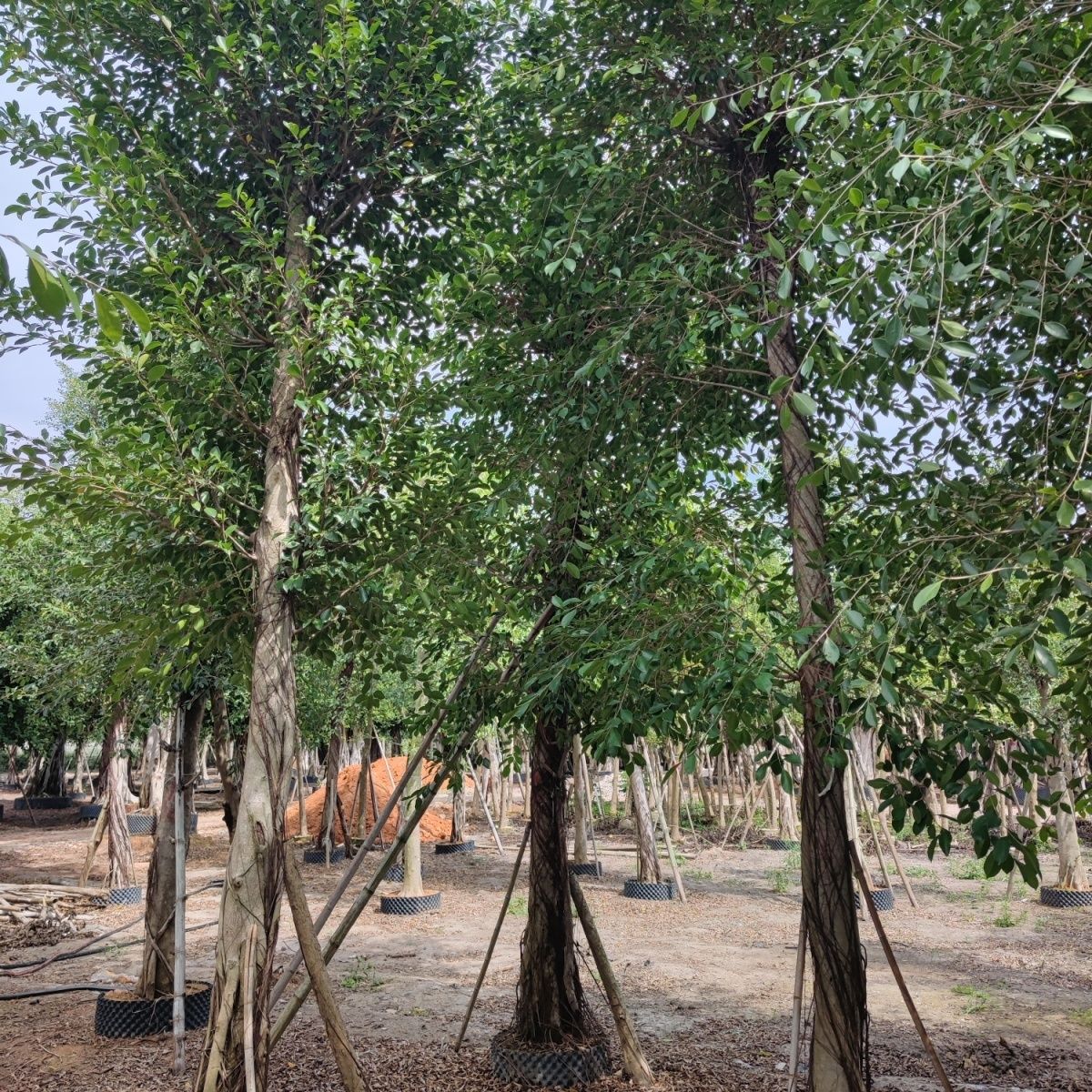 榕树是常绿还是落叶植物,有哪些繁殖方法