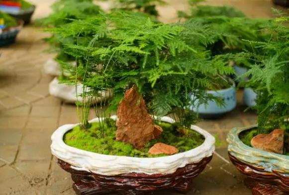 <b>文竹养护新手必看：如何根据花盆大小选择种植数量</b>